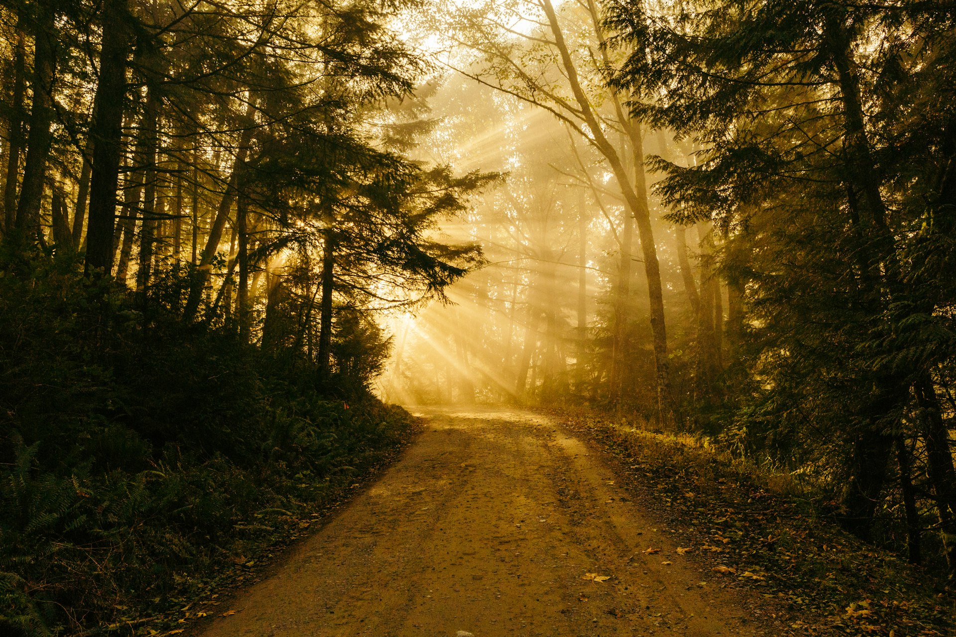A sunlit dirt path through a misty forest, golden light breaking through the trees.